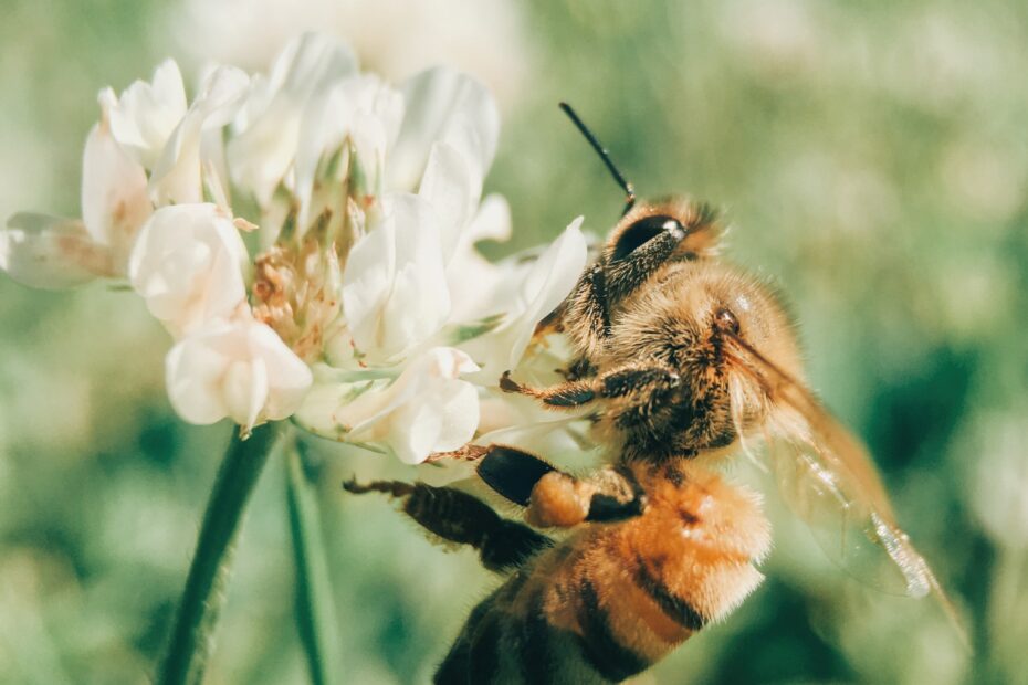 Pszczoły – czego możemy się od nich nauczyć?