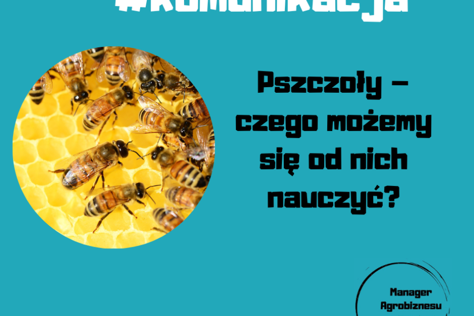 Pszczoły – czego możemy się od nich nauczyć?