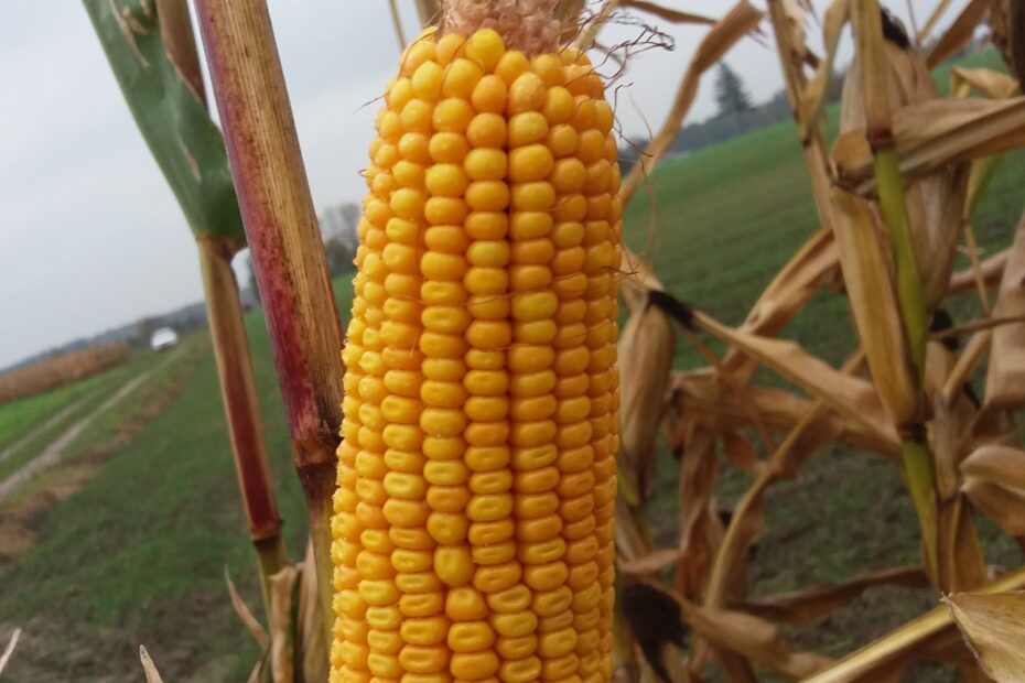 33 nowych odmian kukurydzy