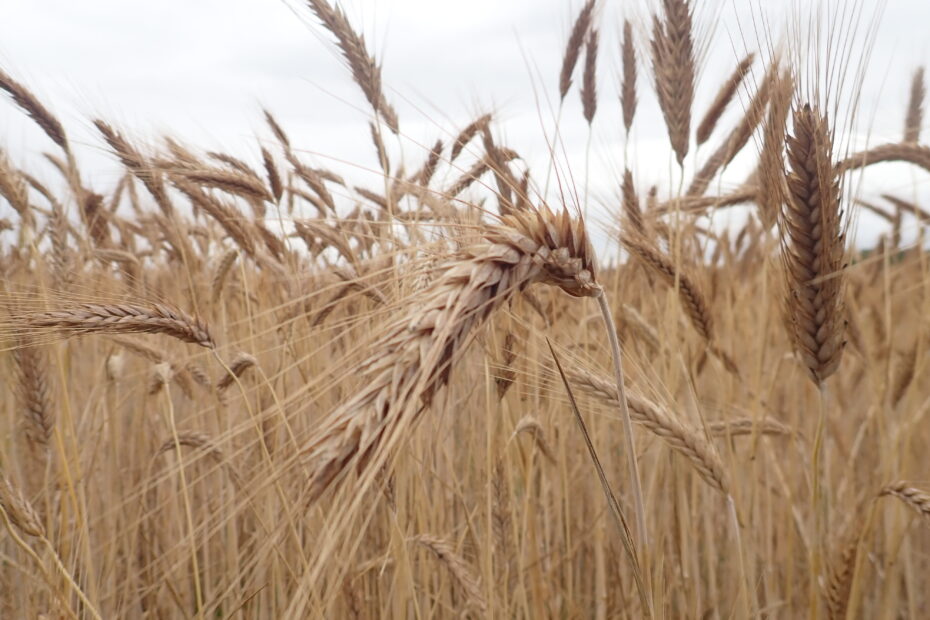 30 nowych odmian zbóż ozimych w Krajowym Rejestrze